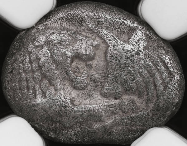Post-Your-Coins-Representing-The-Animal-Kingdom.